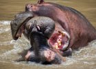 Richard Hall - Angry Hippos - Wildlife